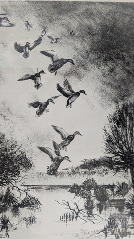 Arriv&eacute;e des colvers sur l'&eacute;tang