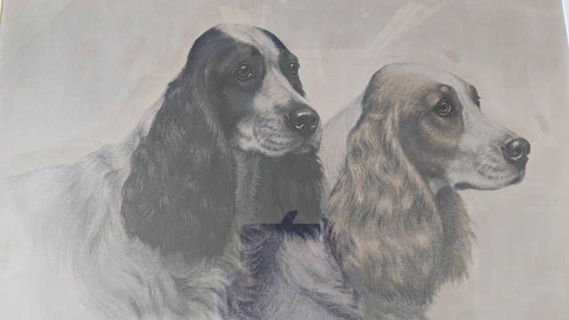 Portrait deux cockers