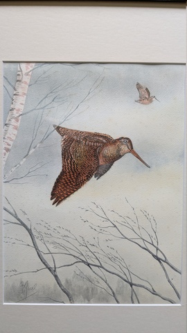 Lithoraphie riab d'une becasse