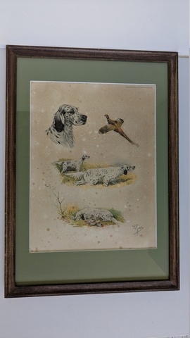 Etude Setter Anglais