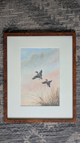 Les sarcelles d'hivers